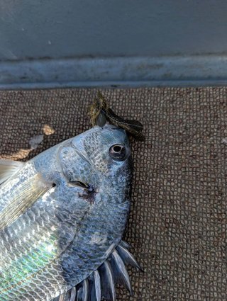 チヌ