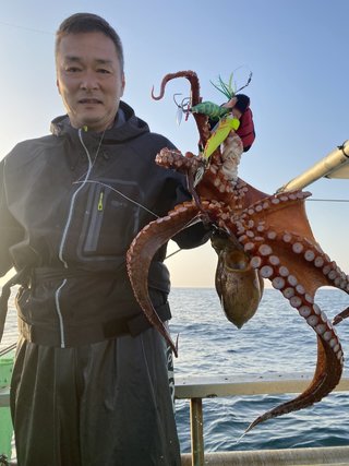 マダコ