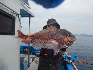 マダイ
