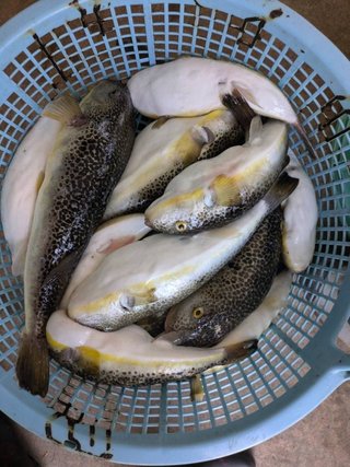 ショウサイフグ