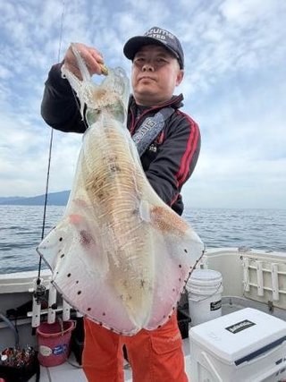 アオリイカ