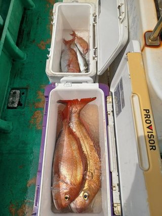 マダイ