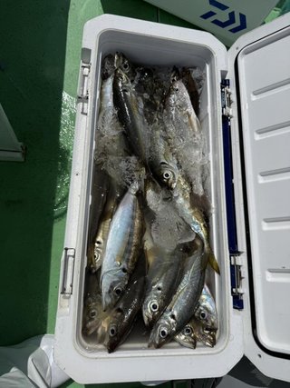 アジ