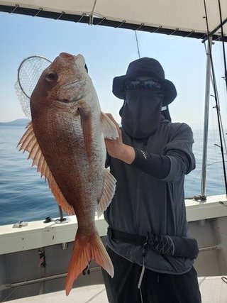 マダイ