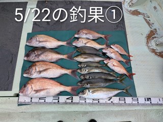 マダイ