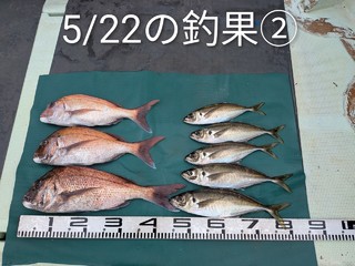 マダイ