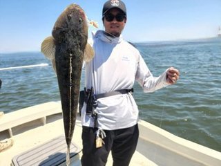 クロダイ