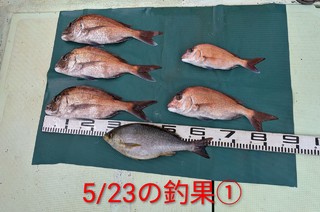 マダイ