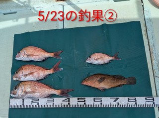 マダイ
