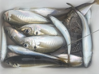 アジ