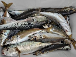 アジ