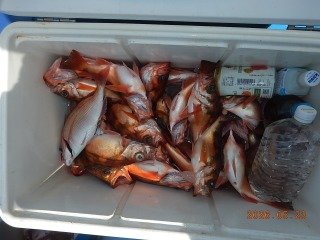 オキメバル