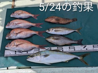 マダイ