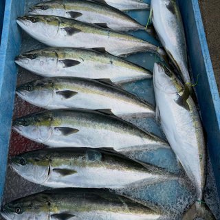 ブリ