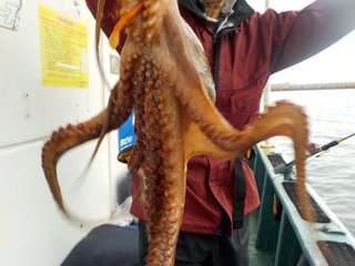タコ
