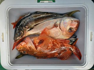 マダイ