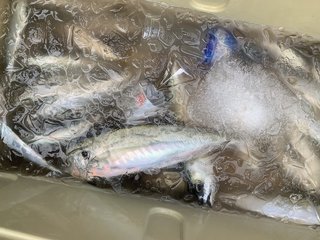 アジ