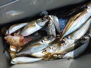 アジ