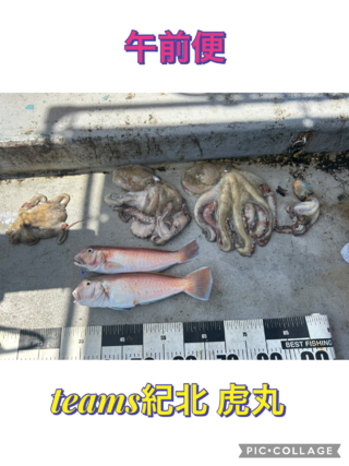 タコ