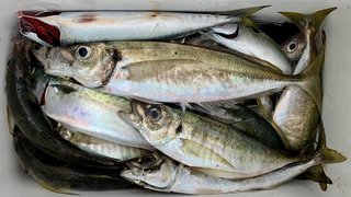 アジ