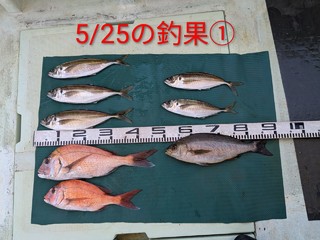 マダイ