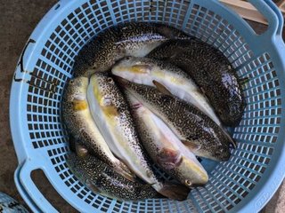 ショウサイフグ