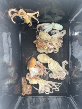 タコ