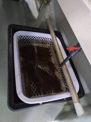 スルメ