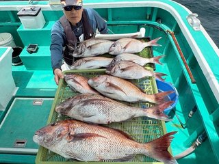 マダイ