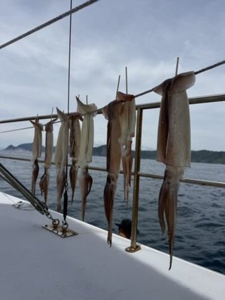 スルメイカ