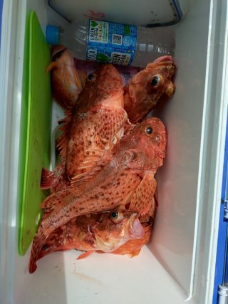 オニカサゴ