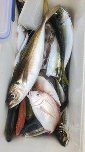 アジ