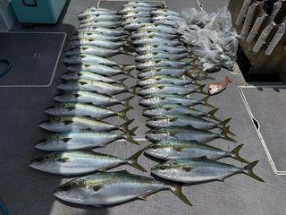 ハマチ