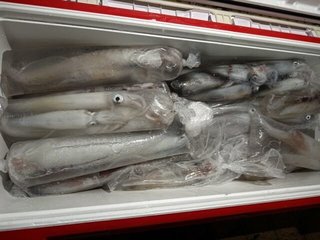 ケンサキイカ