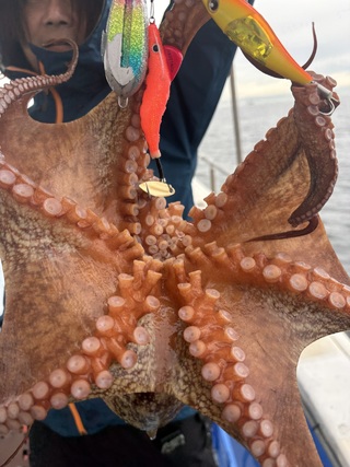 マダコ
