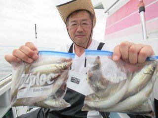 シロギス