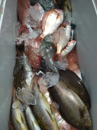マダイ
