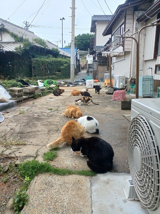 ヤリイカ