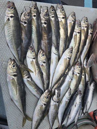 アジ