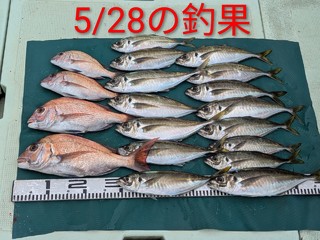マダイ