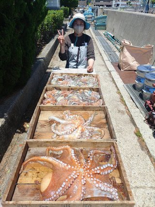マダコ