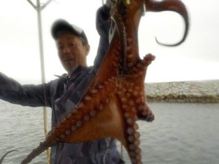 タコ
