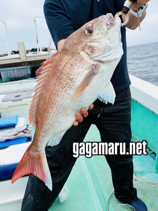 マダイ