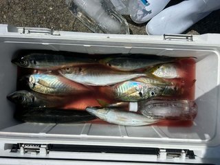 マアジ