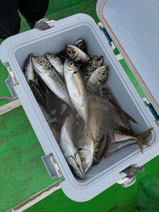 アジ