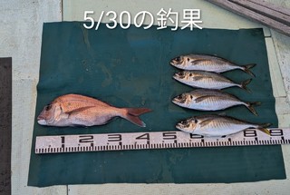 マダイ