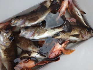 メバル