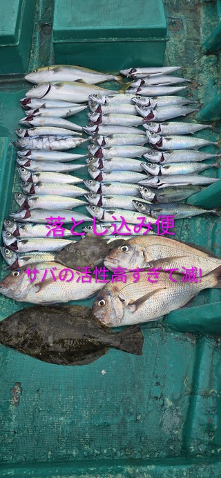 ヒラメ
