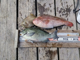 クチブトグレ