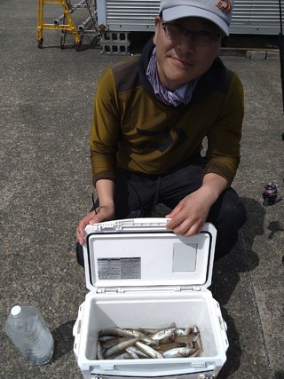 シロギス